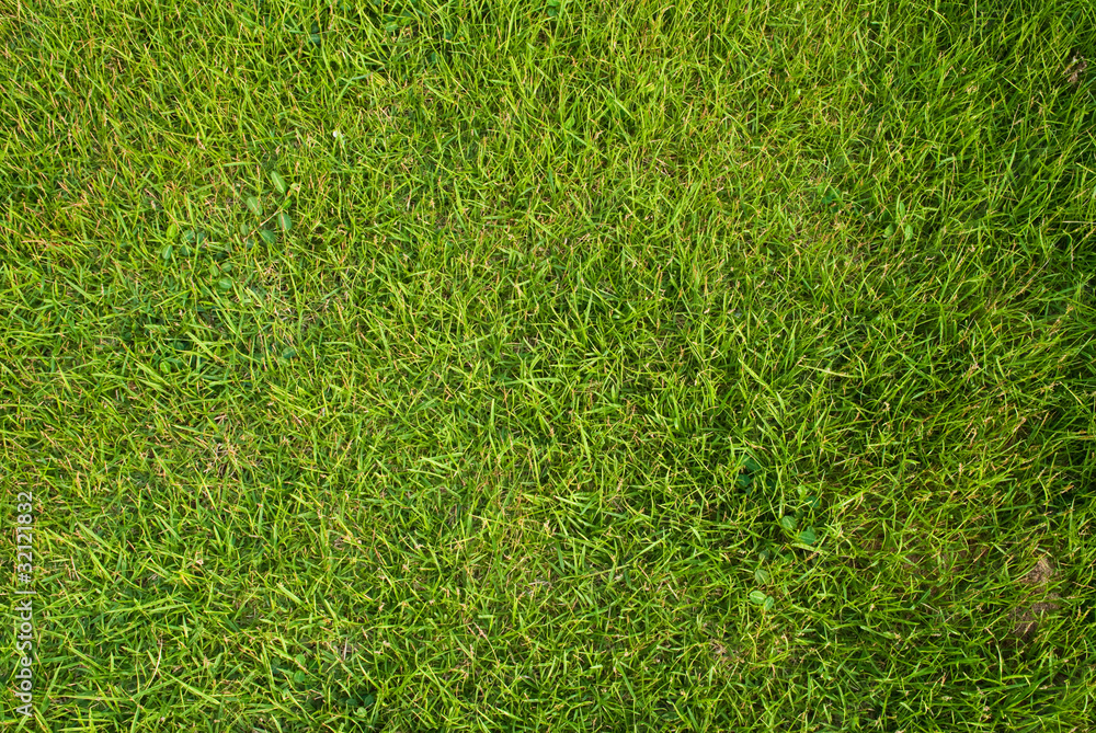 Green grass texture background. Green grass texture background.