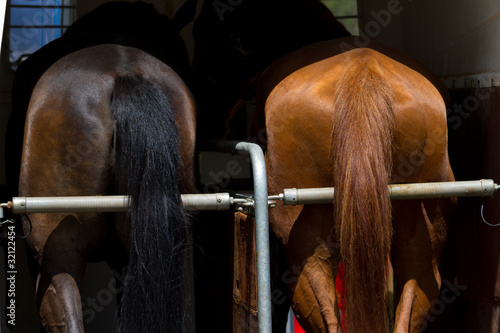 Horse transportation