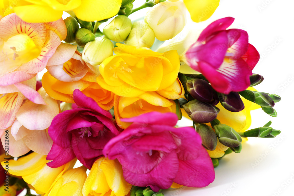 Obraz premium freesia flowers
