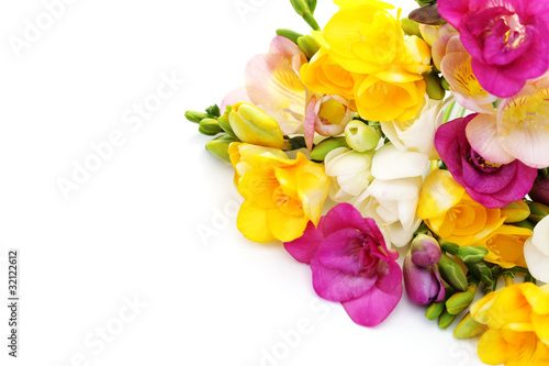 freesia flowers