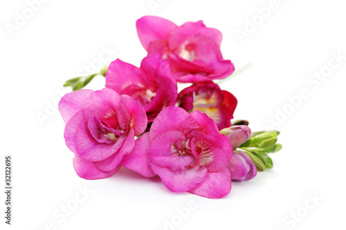 freesia flowers © matka_Wariatka