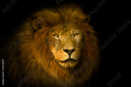 Lion King © russotto francesco