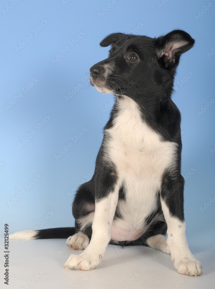 BORDER COLLIE