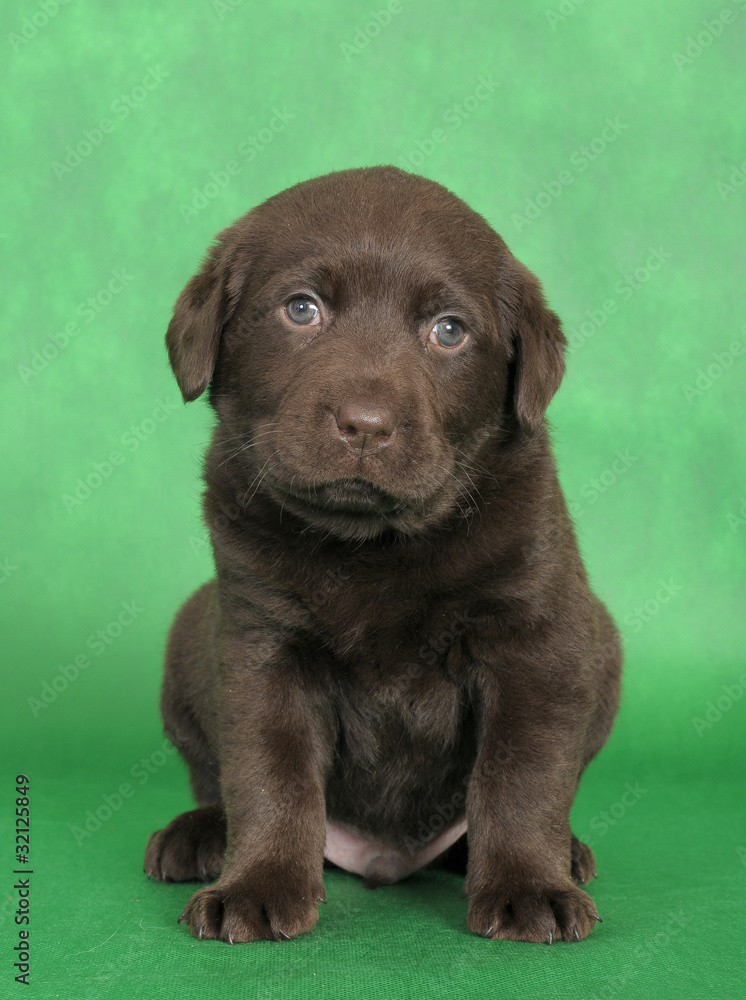 Fototapeta premium LABRADOR CUCCIOLO 60 GG.