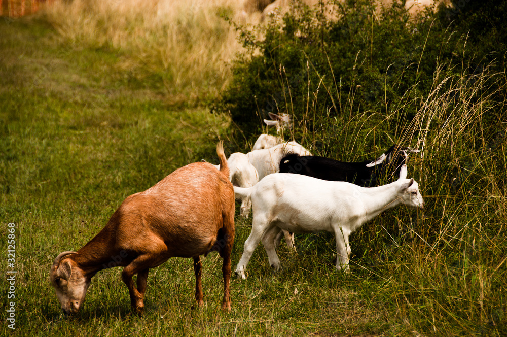 Grazing Flock Of Goats Grazing Flock Of Goats