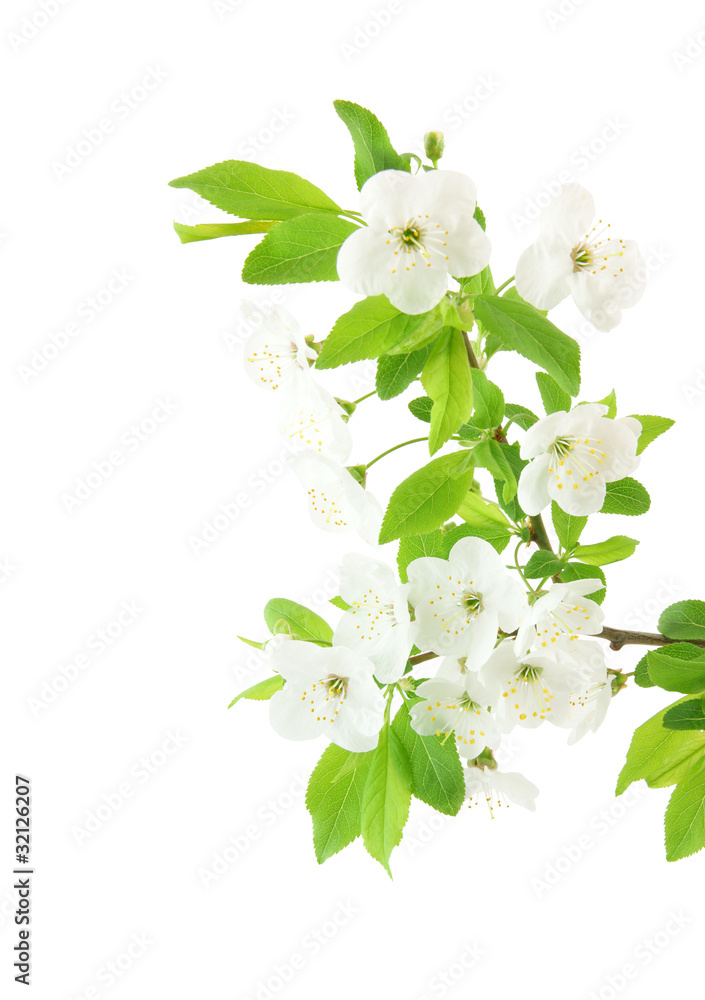 Spring cherry blossom isolated on white