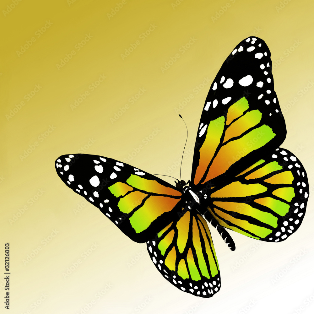 Fototapeta premium butterfly on white background