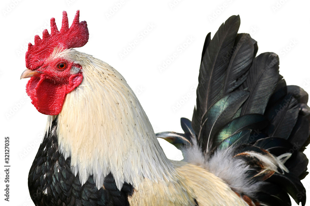 Portrait d un coq noir et blanc d tour sur fond blanc Stock Photo