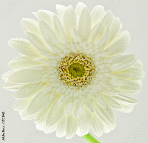 fleur blanche de gerbera