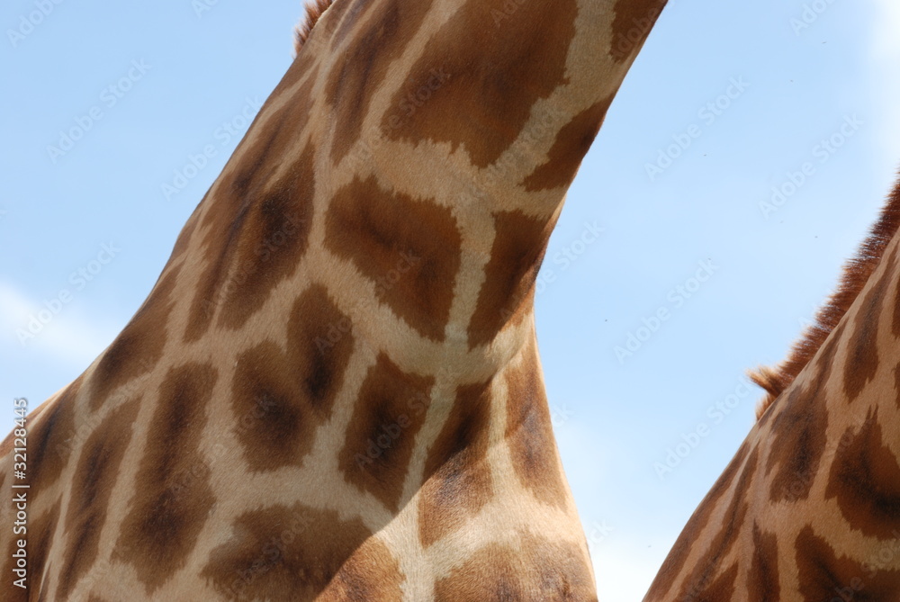 Fototapeta premium afrique