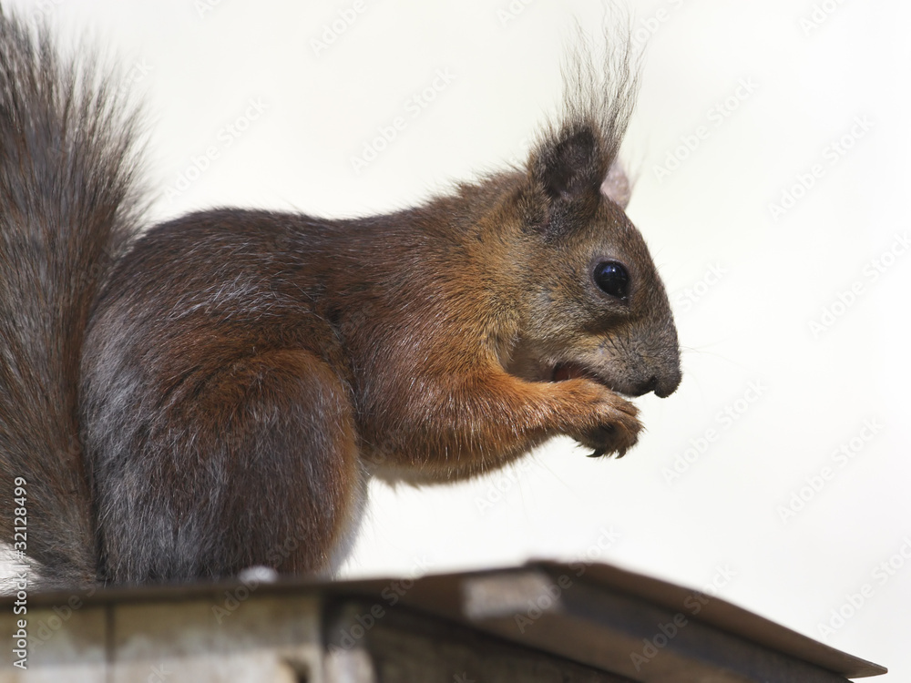 Obraz premium Squirrel eating a nut