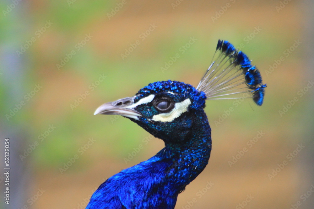 Obraz premium Pfau