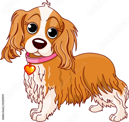 Cavalier King Charles Spaniel