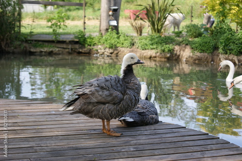 gallinacés photo