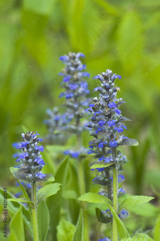 Ajuga reptans