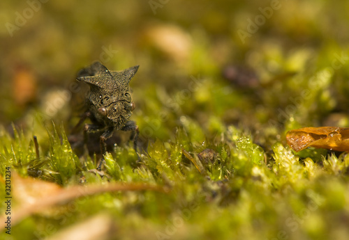 Centrotus cornutus