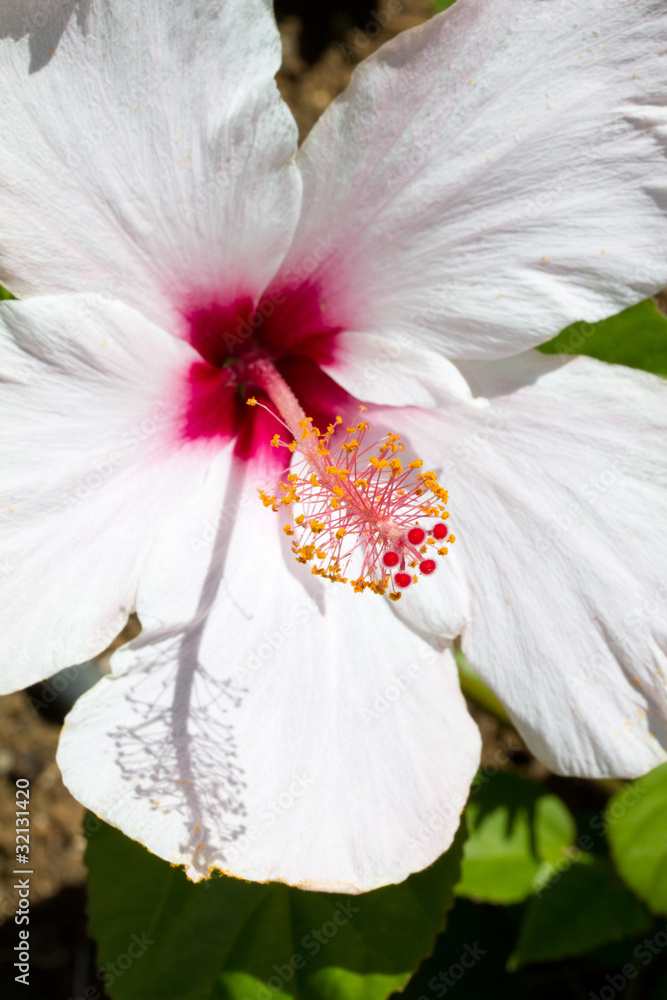 Fleur d'hibiscus blanche, jardin botanique, Guadeloupe Stock Photo | Adobe  Stock