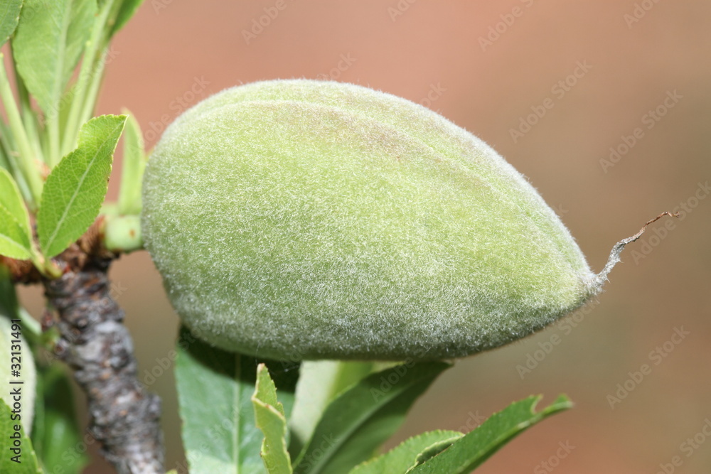 Amande verte Amande verte