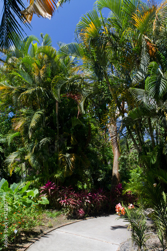 All  e et palmier  jardin botanique  Guadeloupe