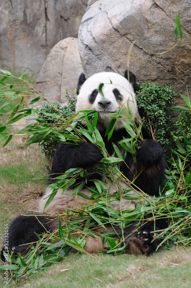 Naklejka premium Giant panda