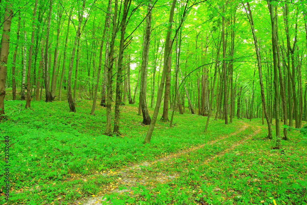 path in forest path in forest