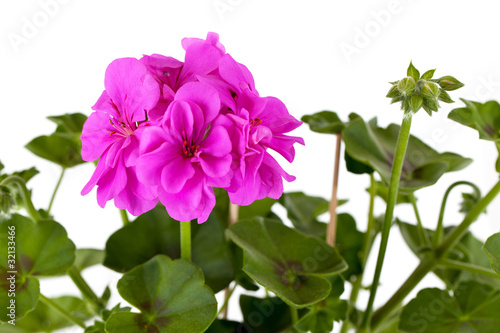 Fototapeta Naklejka Na Ścianę i Meble -  Geranienblüte