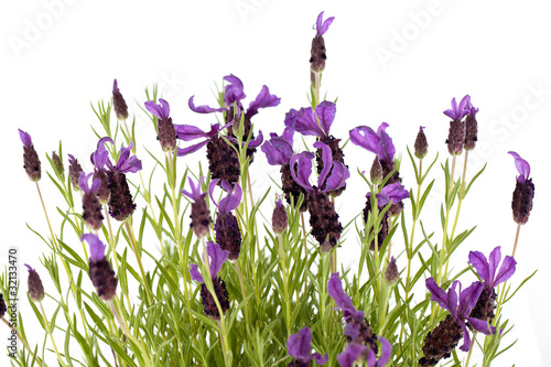 Fototapeta Naklejka Na Ścianę i Meble -  Schopflavendel