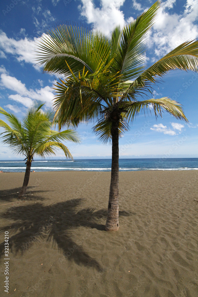 Palmiers et plage