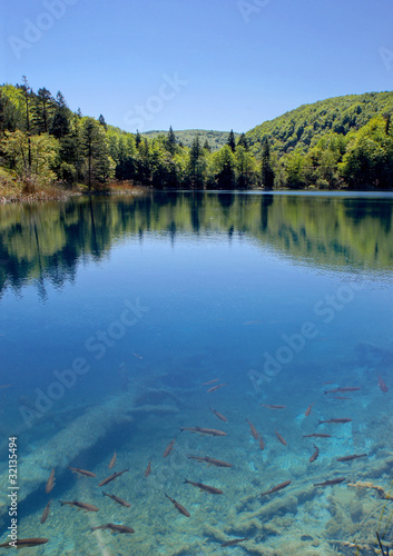 lake with fishes