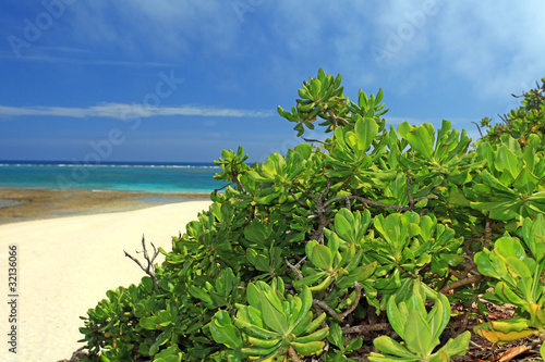コマカ島の亜熱帯植物と紺碧の空