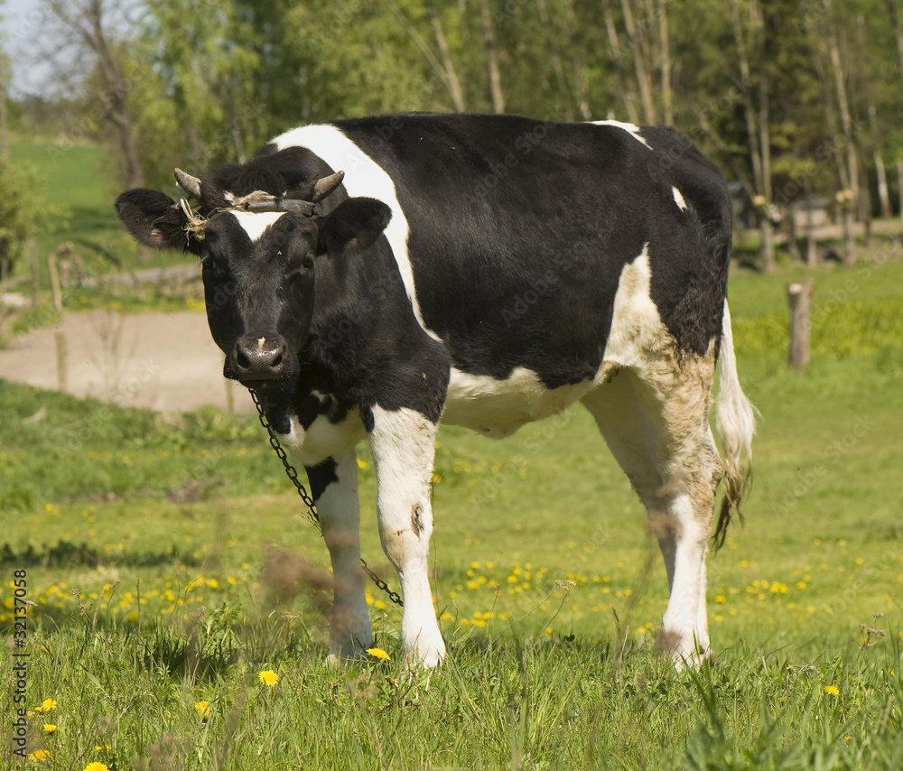 Cow