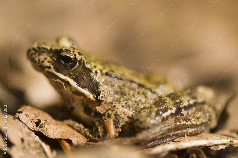Obraz premium Frog - Rana