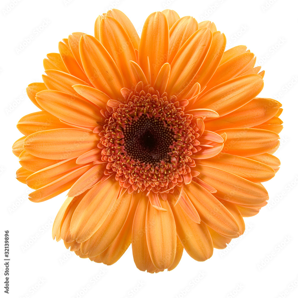 Orange gerbera Orange gerbera