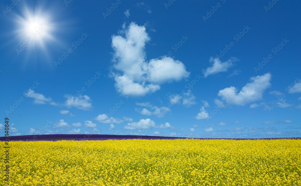 Flower field and blue sky with sun