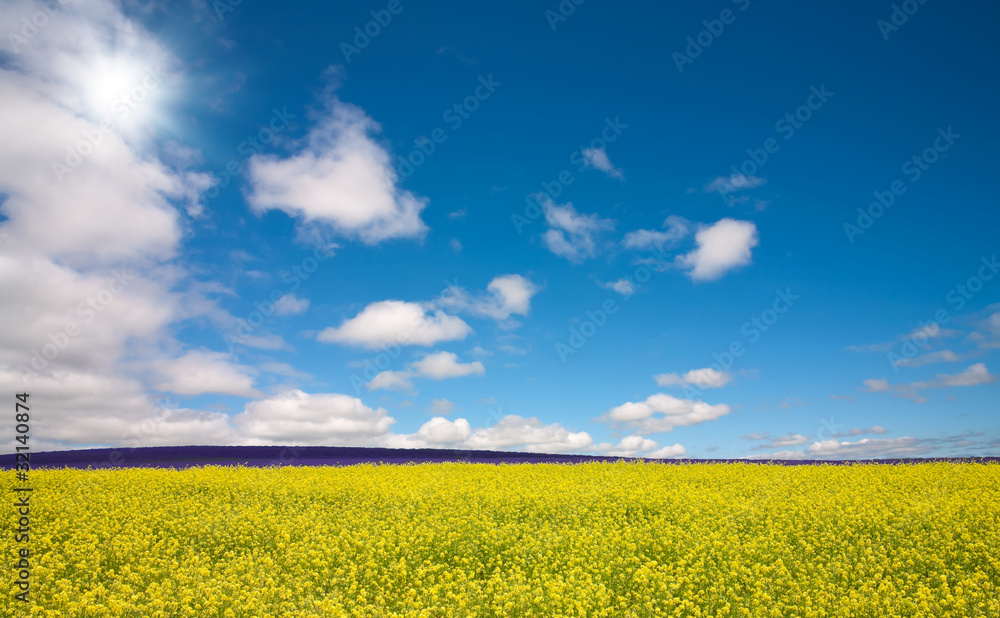 Flower field and blue sky with sun