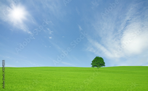 Green field with lone tree and white cloud