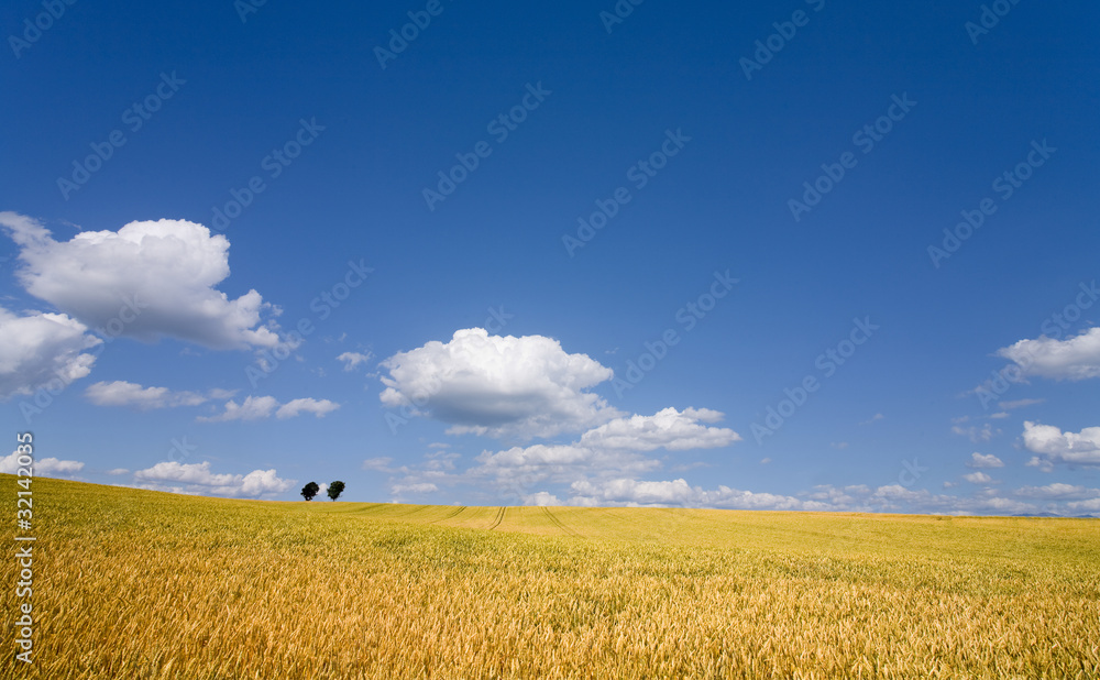 Fototapeta premium Golden wheat field with blue sky in background
