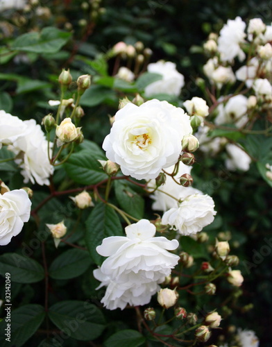 rosier blanc de jardin