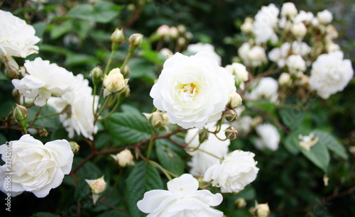 rosier blanc de jardin