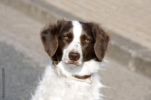 Hundeportrait vom Rassehund