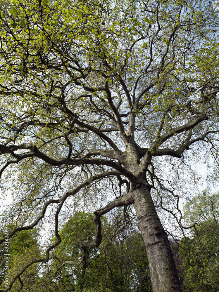 TREE in a public garden TREE in a public garden