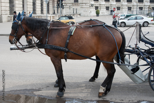 Horses harnessed to a carriage