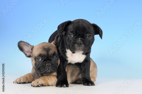 BOULEDOGUE FRANCESE