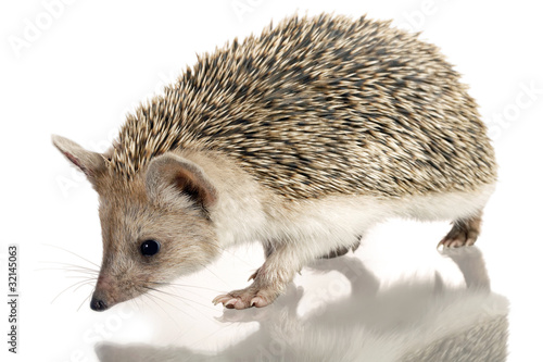 little hedgehog isolate on white © Chepko Danil