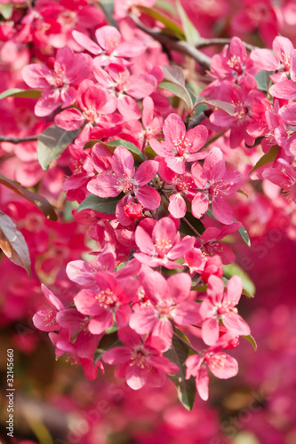 Japanese cherry with blossom