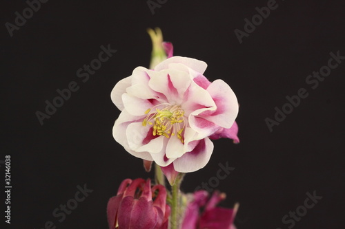 Aquilegia