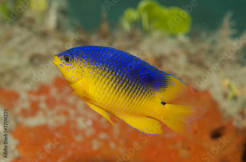 Juvenile Cocoa Damselfish, picture taken in south east Florida..