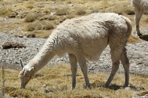 Llamas (Lama glama) en el altiplano chileno photo