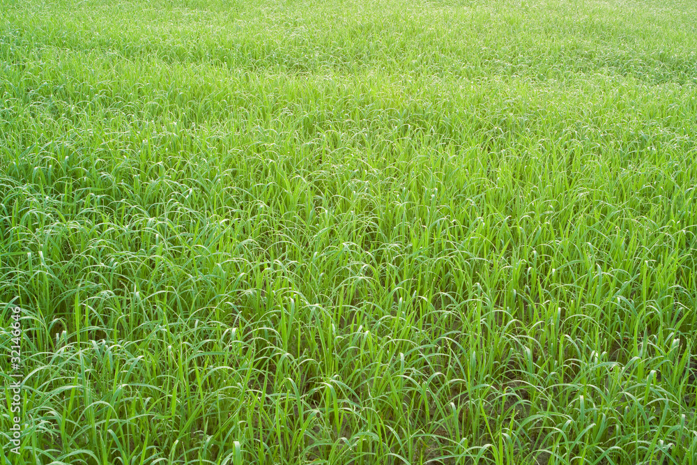 fresh green fresh green
