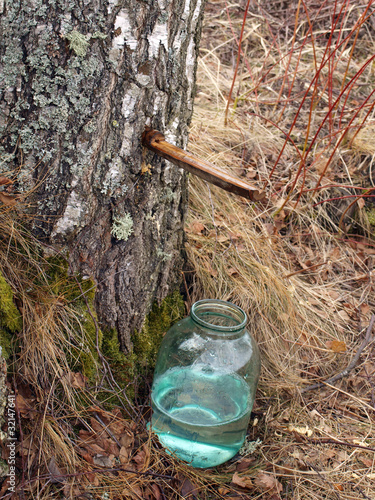 Collecting birch juice